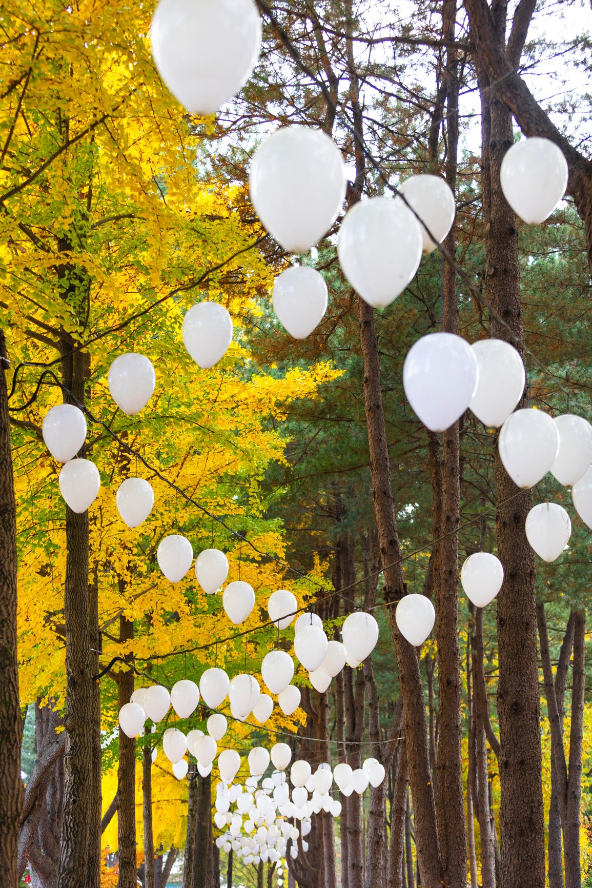 Autumn of Nami island South Korea.