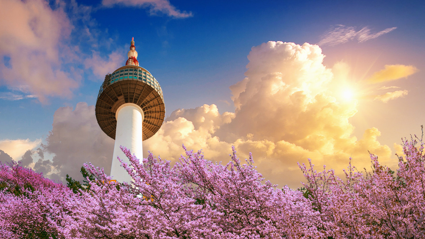 Cherry blossom in spring and seoul tower at sunset, Seoul in South Korea.