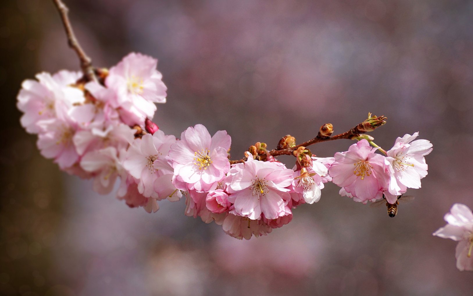 Cherry Blossom Flowers